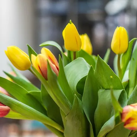 Dobra Lipa דירה ברטיסלאבה