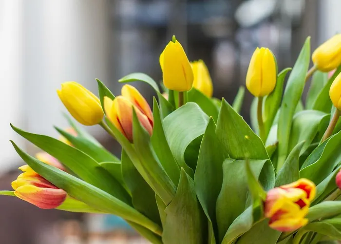 Dobra Lipa Апартаменты Братислава